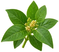 {{OFFER_NAME}} — Gymnema-sylvestre-Extrakt