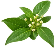 {{OFFER_NAME}} — Gymnema-sylvestre-Extrakt
