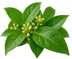 {{OFFER_NAME}} — Gymnema-sylvestre-Extrakt