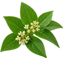 {{OFFER_NAME}} — Gymnema-sylvestre-Extrakt
