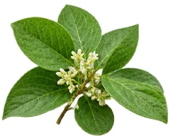 {{OFFER_NAME}} — Gymnema-sylvestre-Extrakt