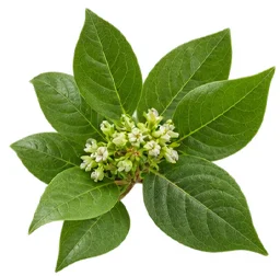 {{OFFER_NAME}} — Gymnema-sylvestre-Extrakt