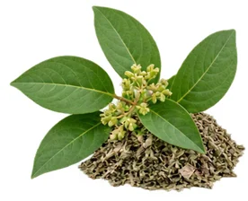 {{OFFER_NAME}} — Gymnema-sylvestre-Extrakt