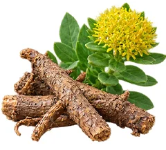 {{OFFER_NAME}} — Rhodiola-rosea-Wurzelextrakt