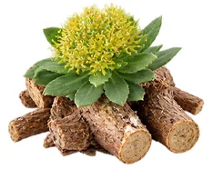 {{OFFER_NAME}} — Rhodiola-rosea-Wurzelextrakt