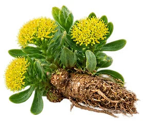 {{OFFER_NAME}} — Rhodiola-rosea-Wurzelextrakt