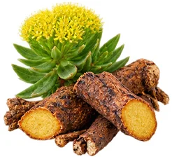{{OFFER_NAME}} — Rhodiola-rosea-Wurzelextrakt