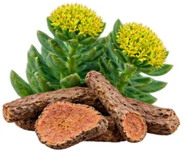 {{OFFER_NAME}} — Rhodiola-rosea-Wurzelextrakt
